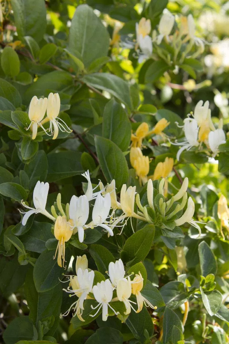 Hall's Japanese Honeysuckle