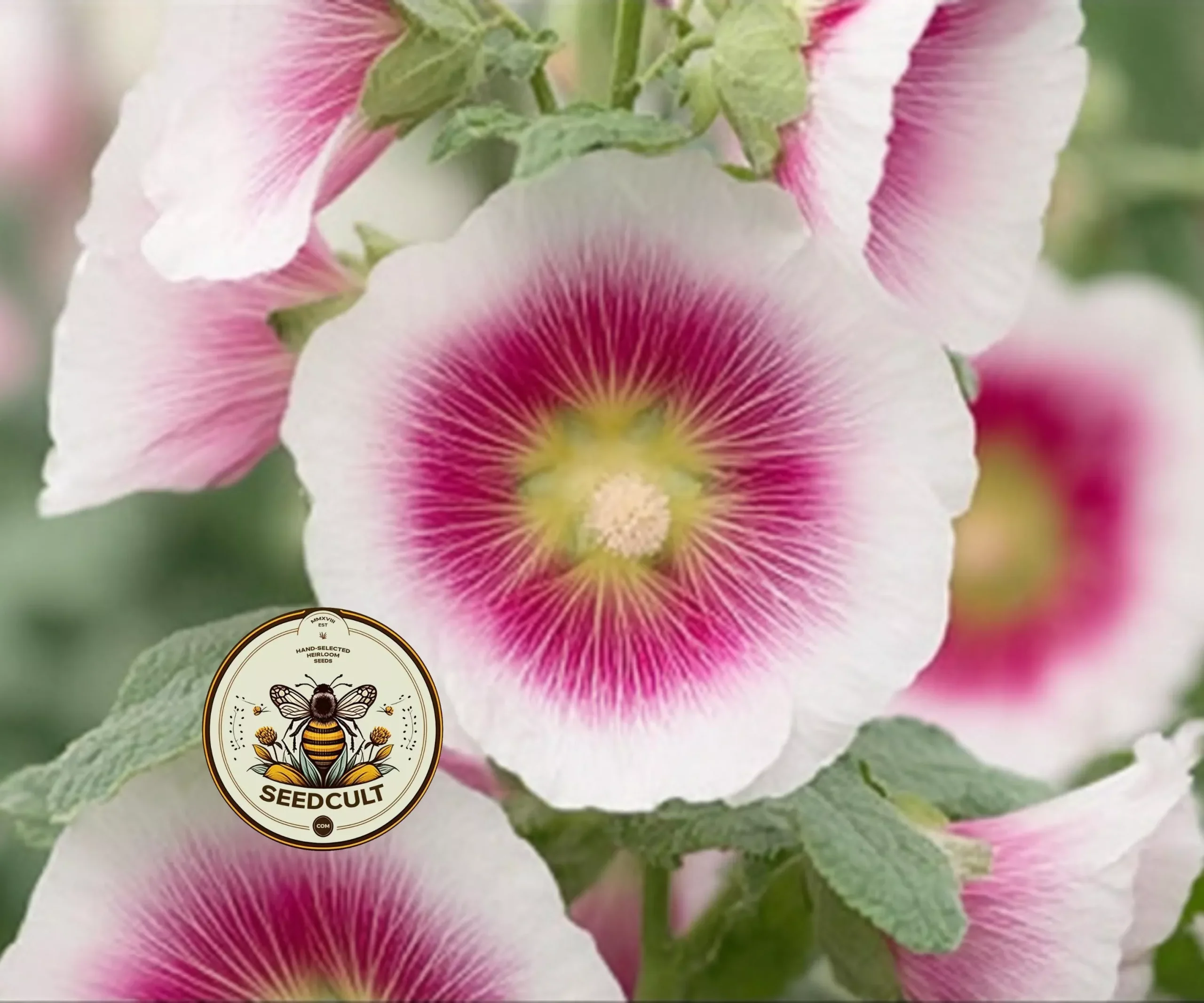 HALO BLUSH HOLLYHOCK
