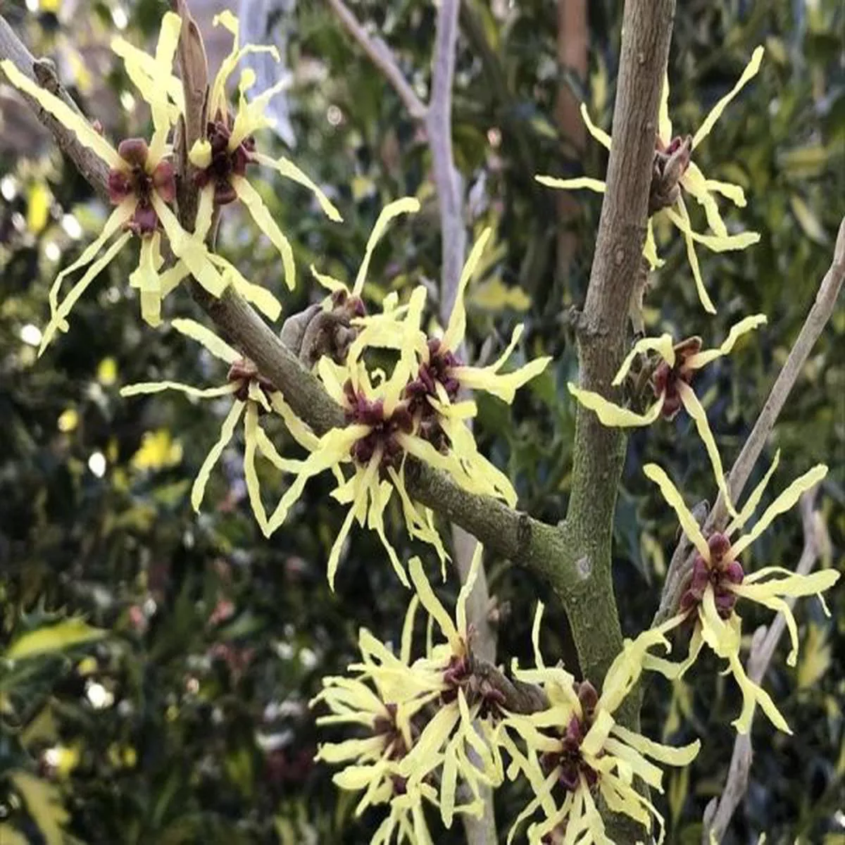 Hamamelis japonica BrentryJapanese witch hazel