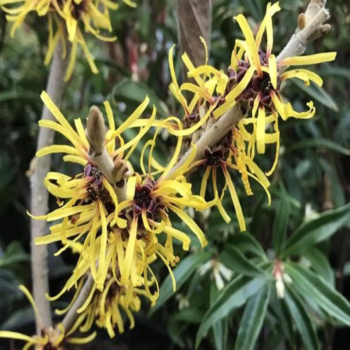 Hamamelis mollisChinese witch hazel