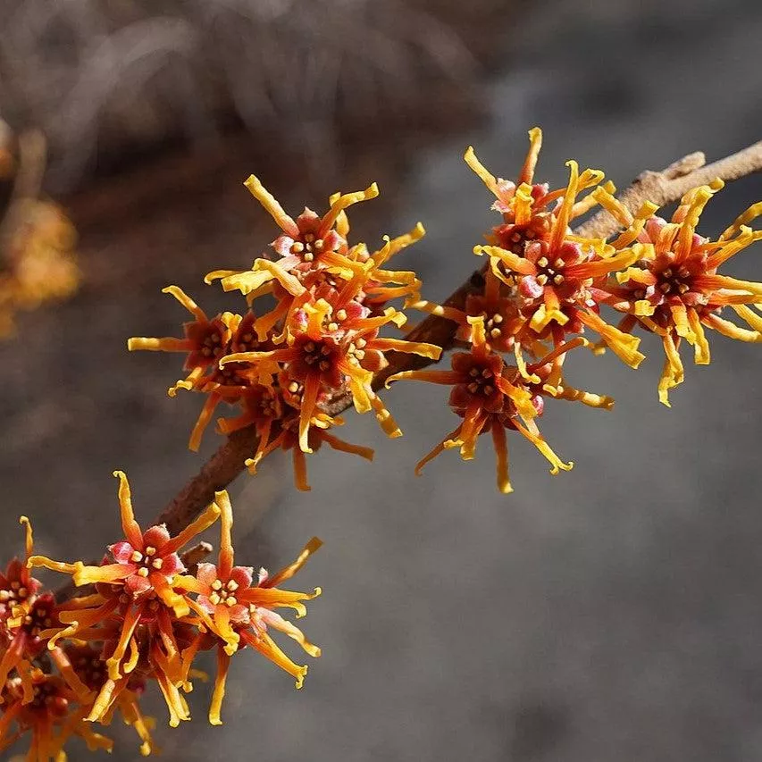 Hamamelis vernalis- Ozark Witch Hazel