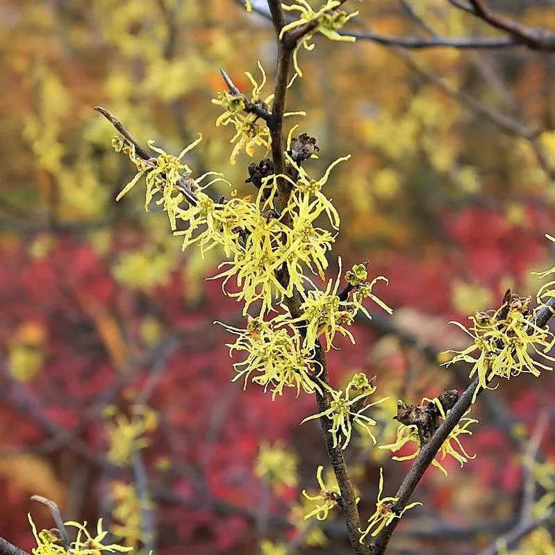 Hamamelis virginiana 'Harvest Moon'- Harvest Moon Witch Hazel