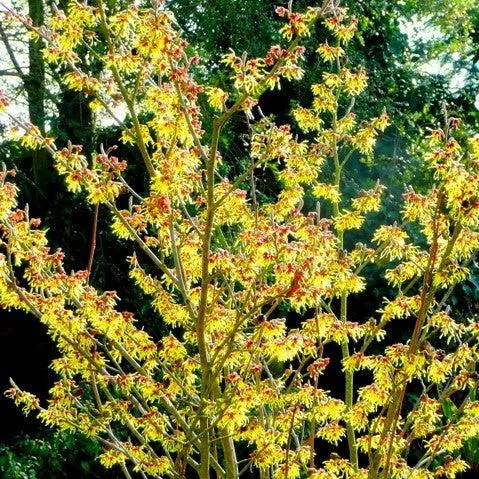Hamamelis x intermedia 'Arnold Promise'- Arnold Promise Witch Hazel