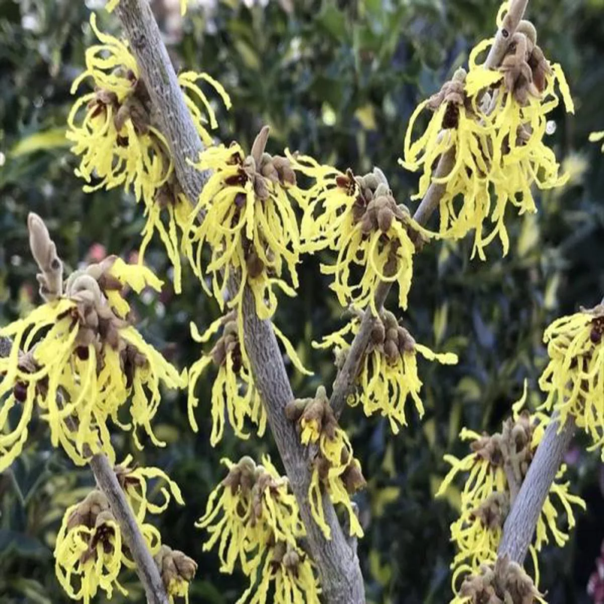 Hamamelis x intermedia Arnold Promisewitch hazel