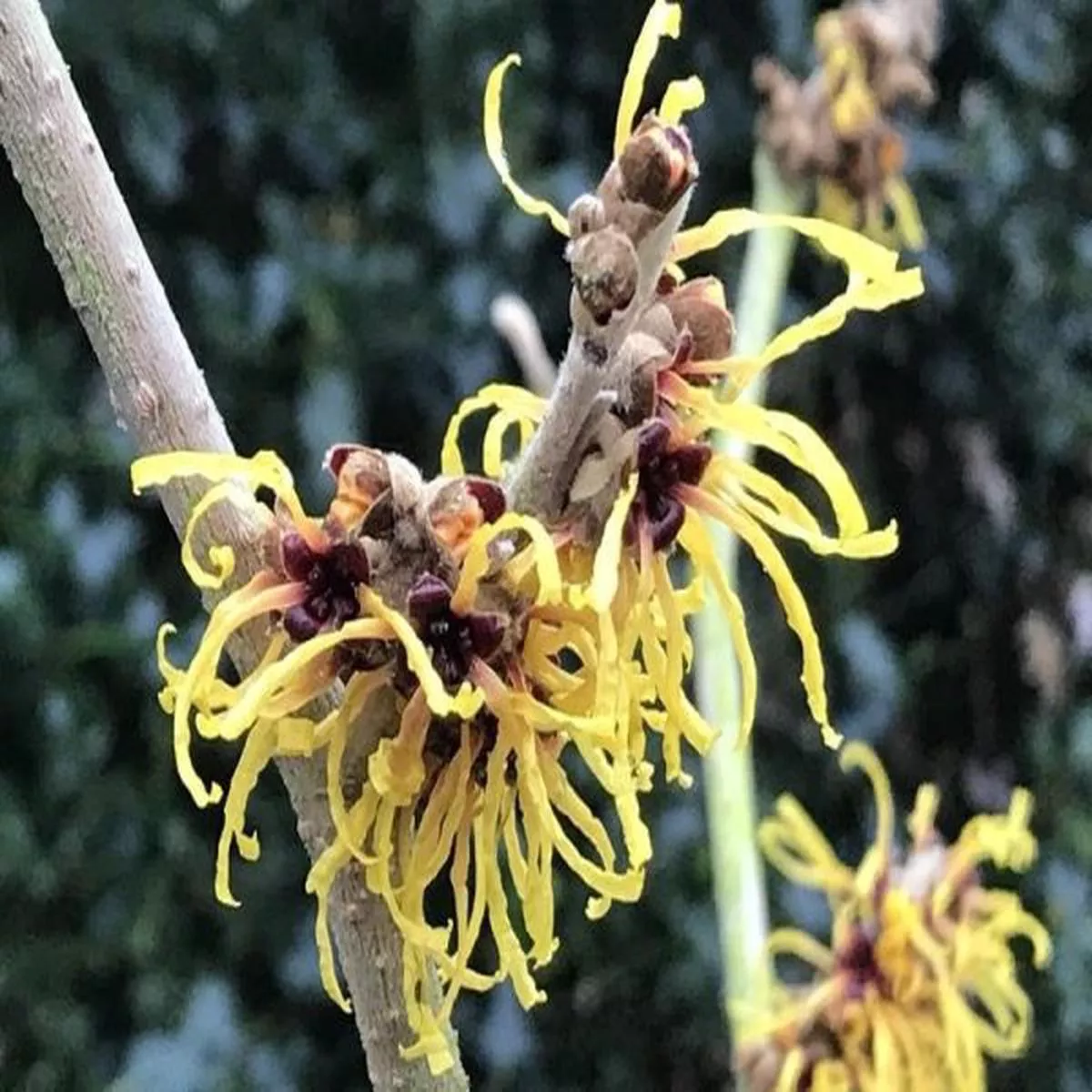 Hamamelis x intermedia Barmstedt Gold 10Lwitch hazel