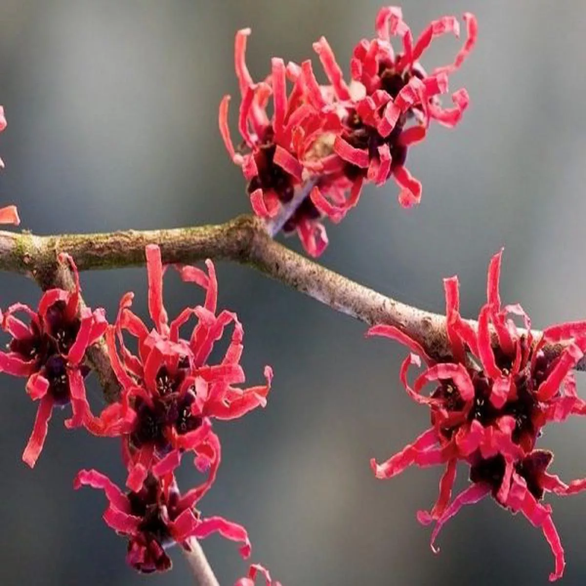 Hamamelis x intermedia Diane 3L Potwitch hazel