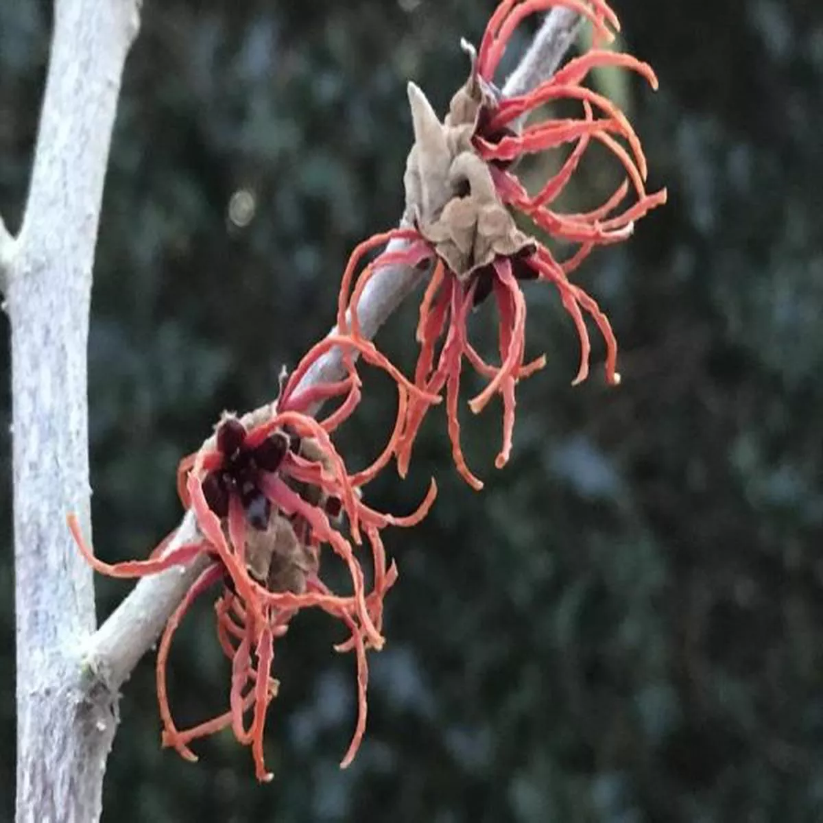Hamamelis x intermedia Gingerbreadwitch hazel