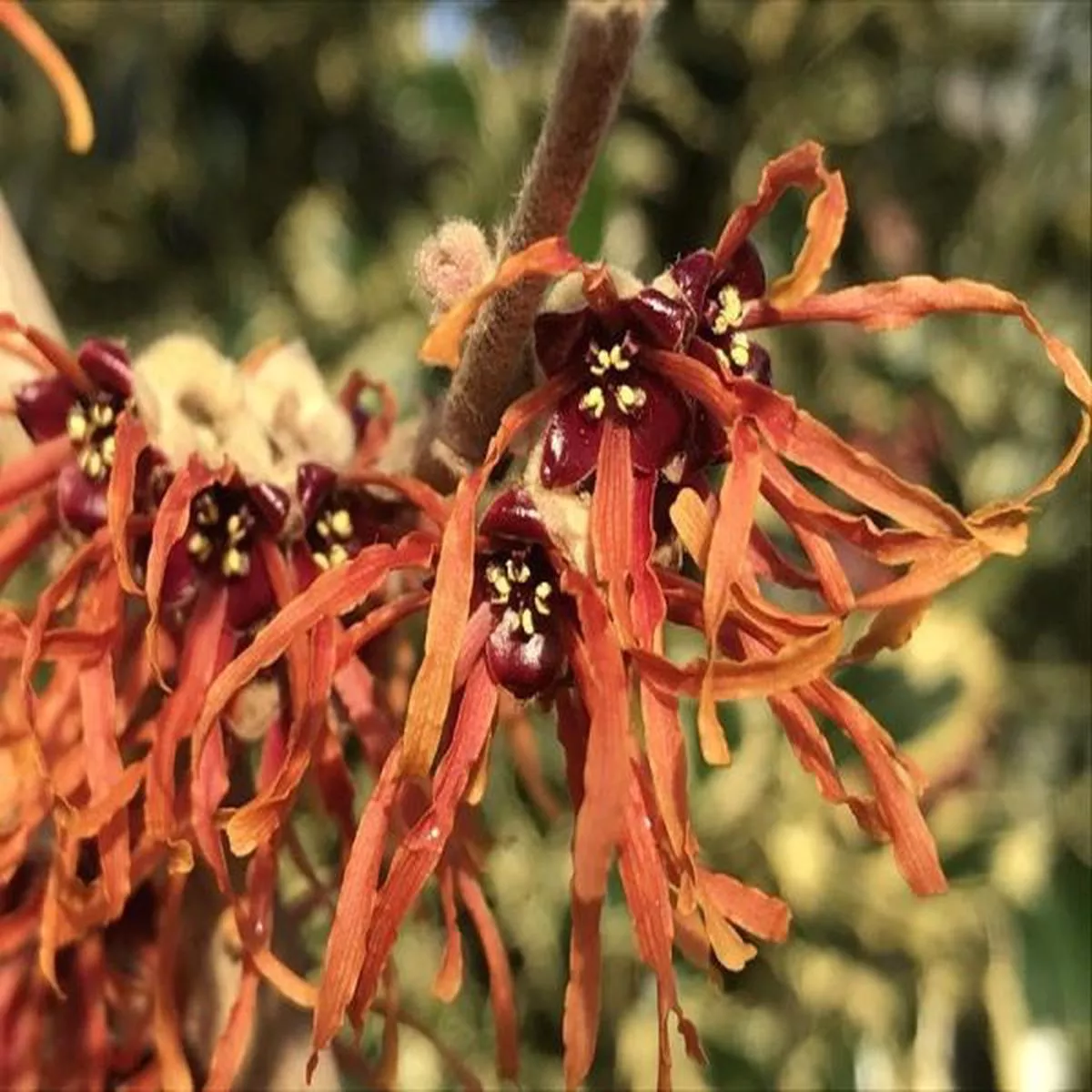 Hamamelis x intermedia Jelena 3Lwitch hazel