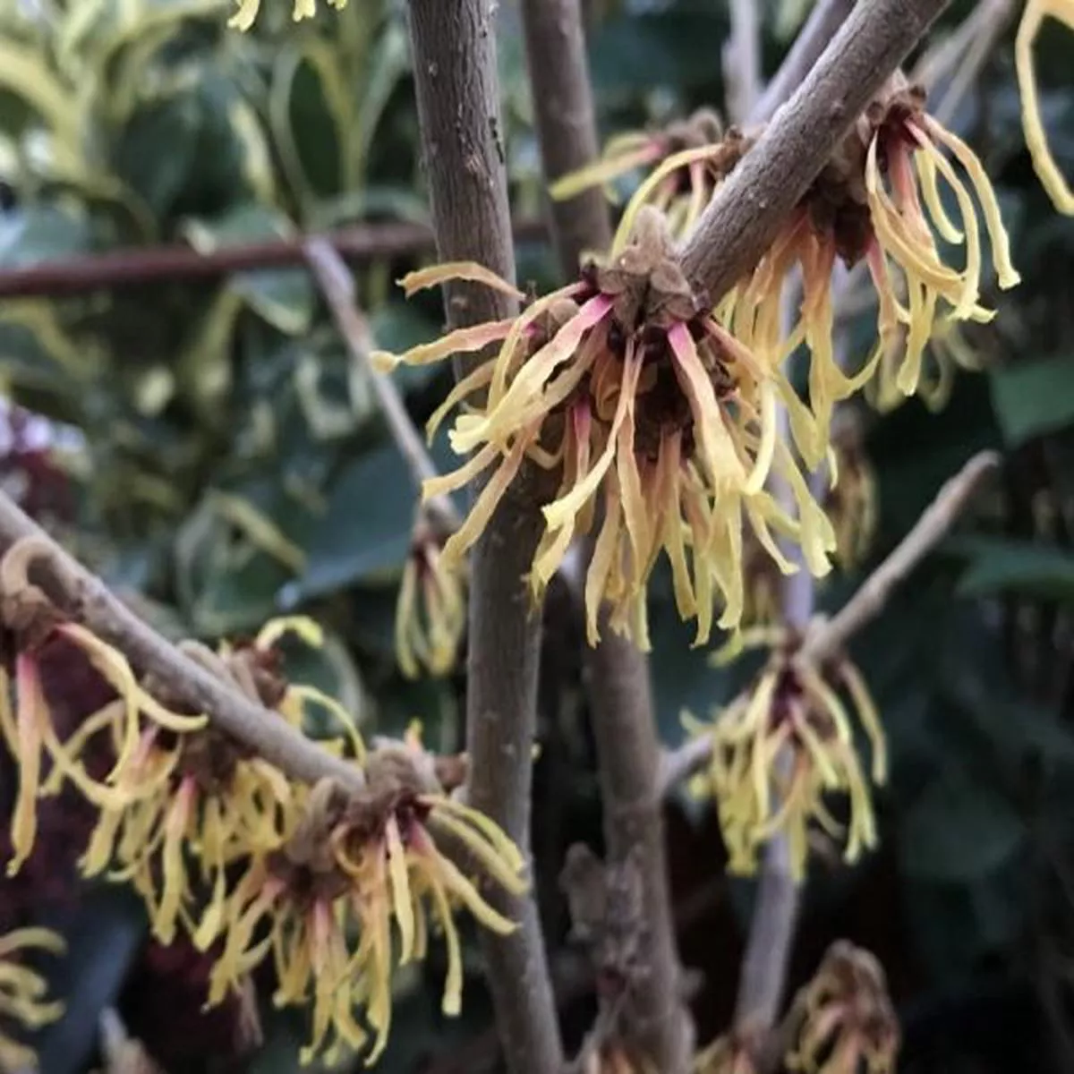 Hamamelis x intermedia Lunawitch hazel