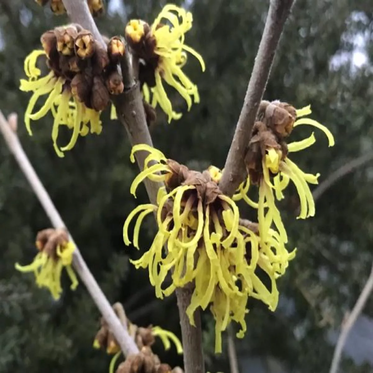 Hamamelis x intermedia Primaverawitch hazel