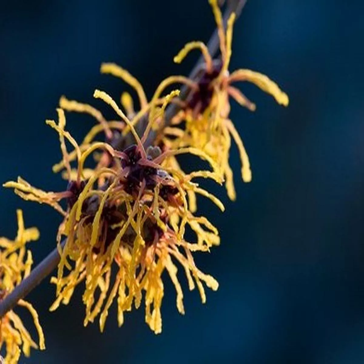 Hamamelis x intermedia Vesna 5Lwitch hazel