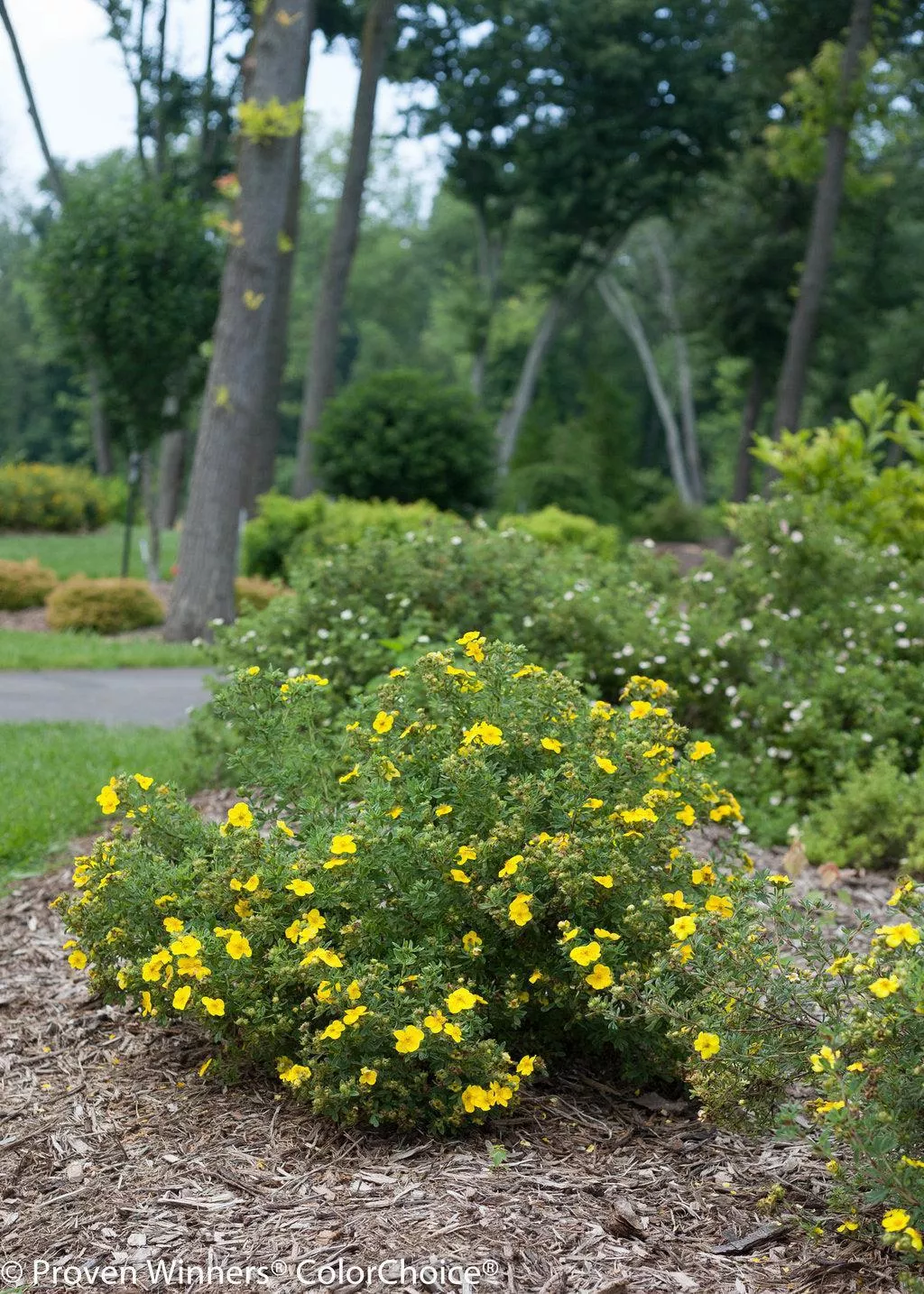 Happy Face Cinquefoil