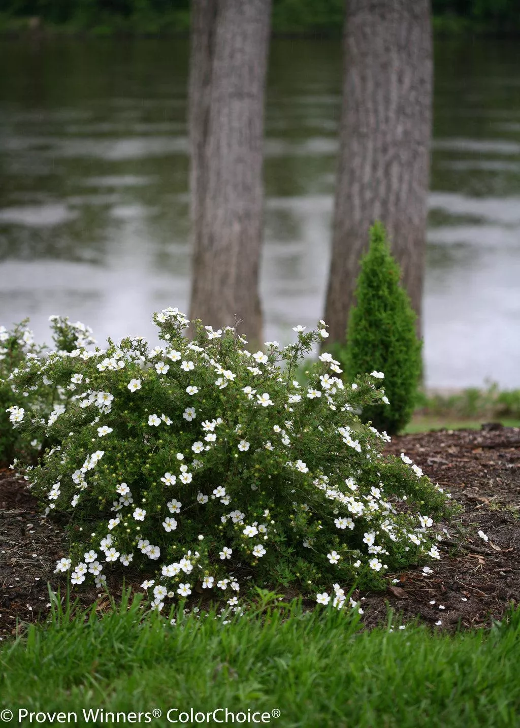 Happy Face White Cinquefoil