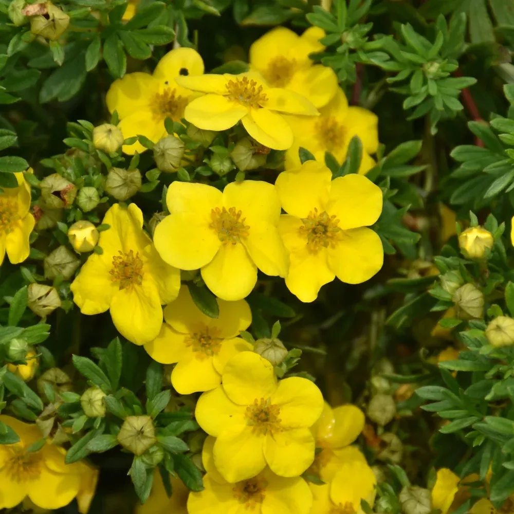 Happy Face Yellow Potentilla