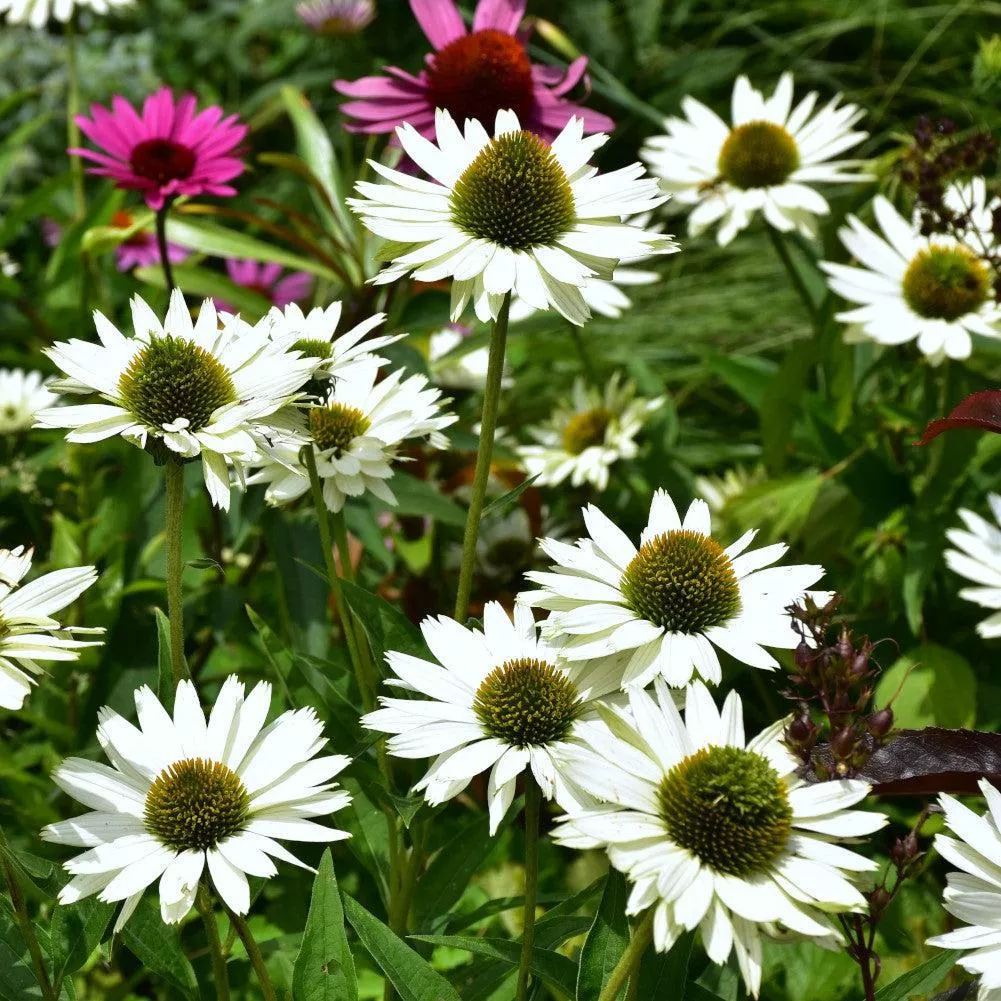 Happy Star Echinacea