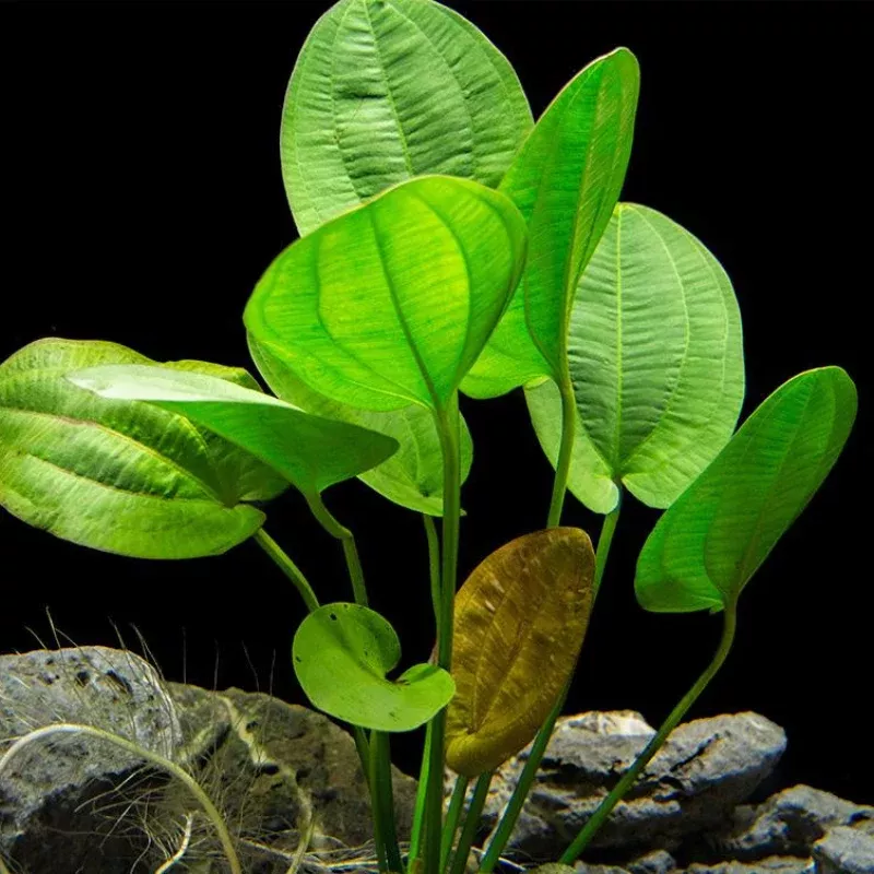 Harbich Sword (Echinodorus harbich) – Unique Aquatic Plant with Bold Green Leaves for Freshwater Aquariums