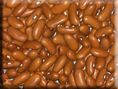 Harder Heirloom Bean