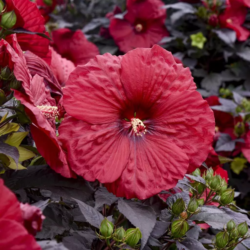Hardy Hibiscus Summerific Holy Grail - 2 Gallon