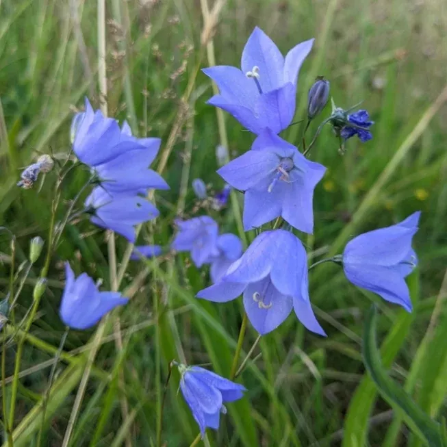 Harebell Seeds