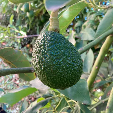 Hass Avocado Seeds