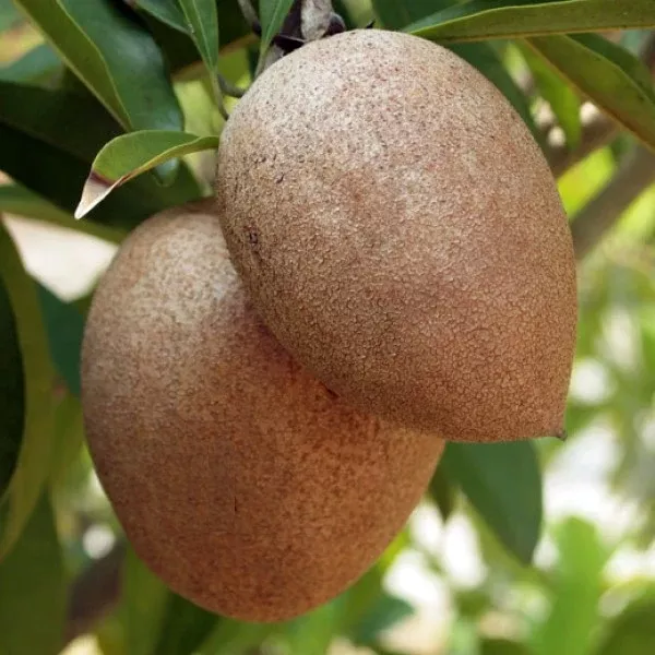 Hasya Sapodilla