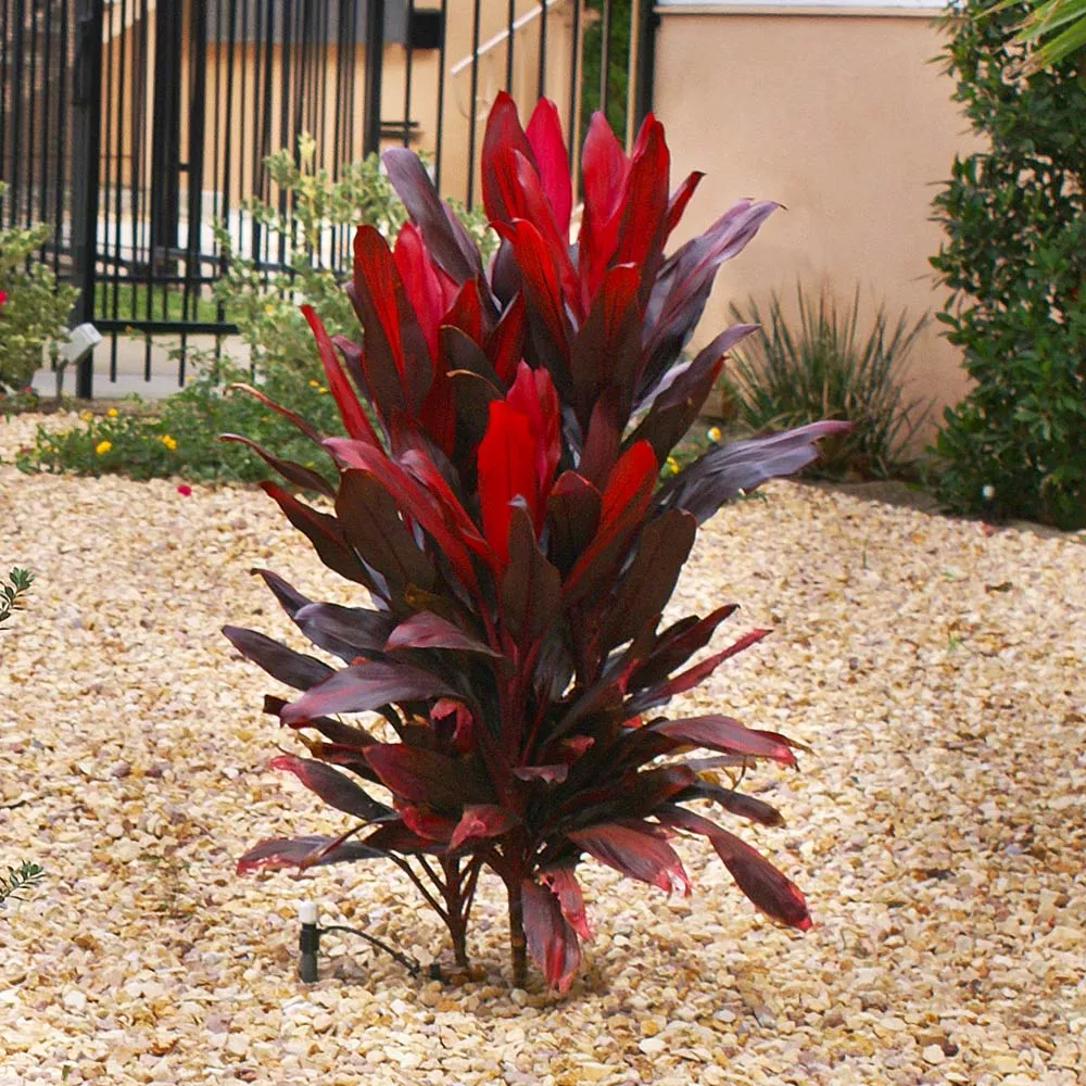 Hawaiian Ti Plant