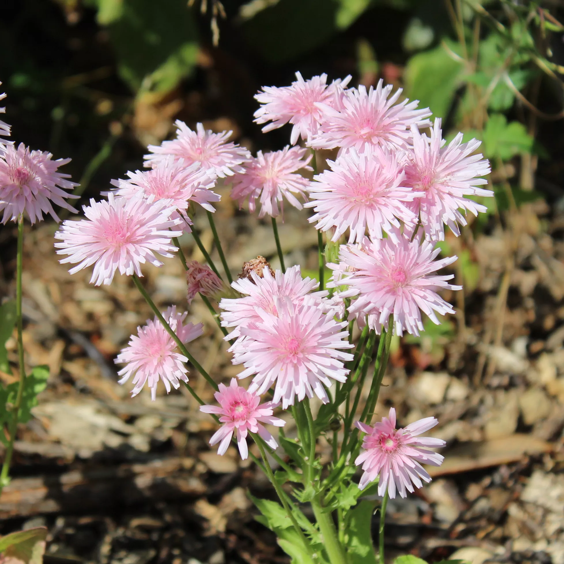 Hawksbeard, Pink (Pink Dandelion)