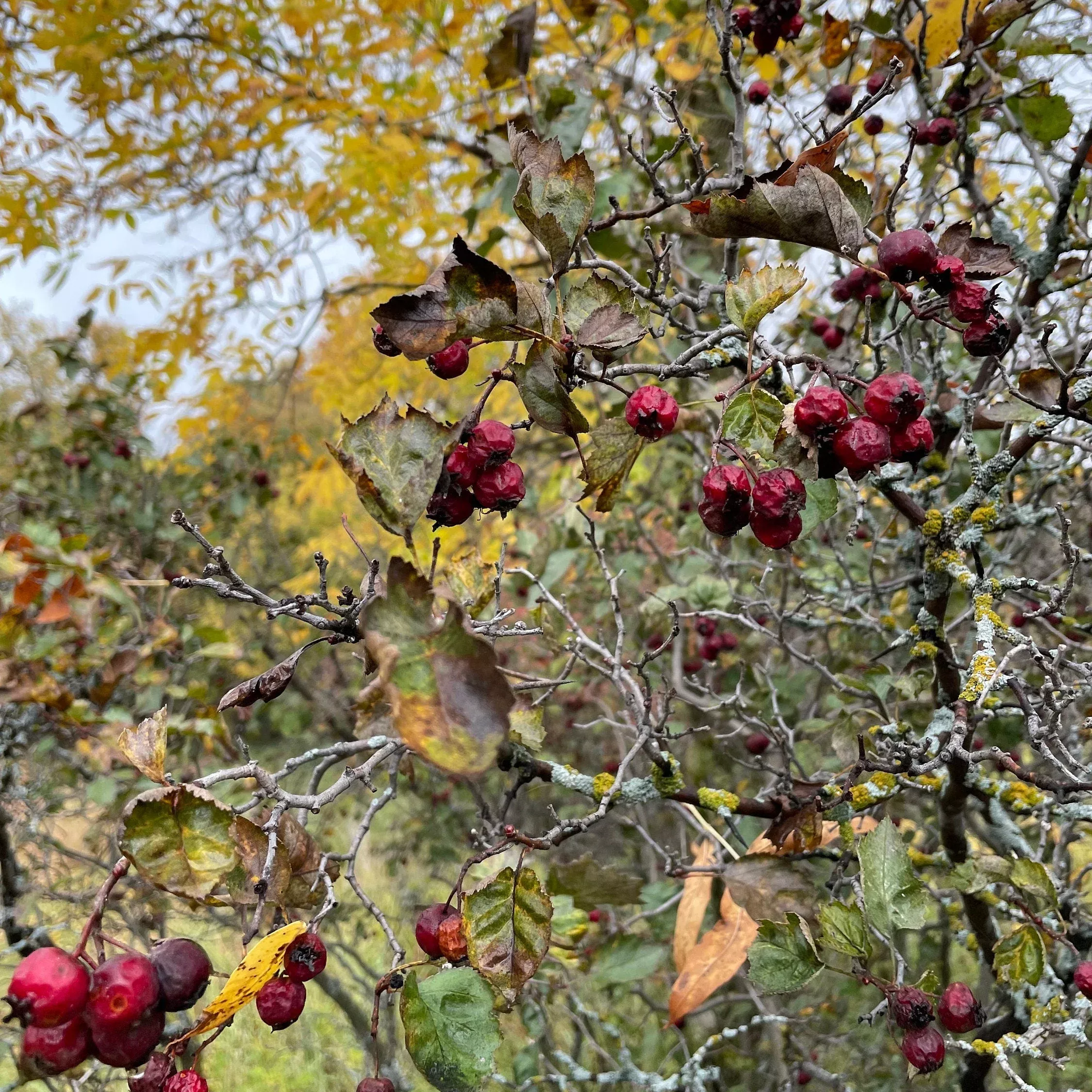 Hawthorn