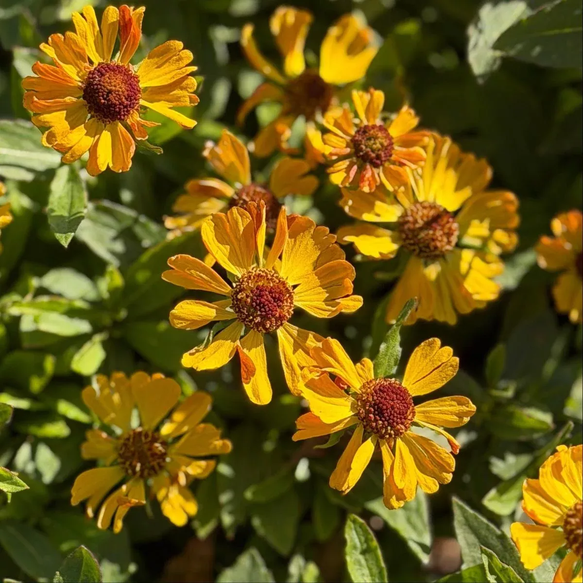 Hayday Gold Bicolor Sneezeweed