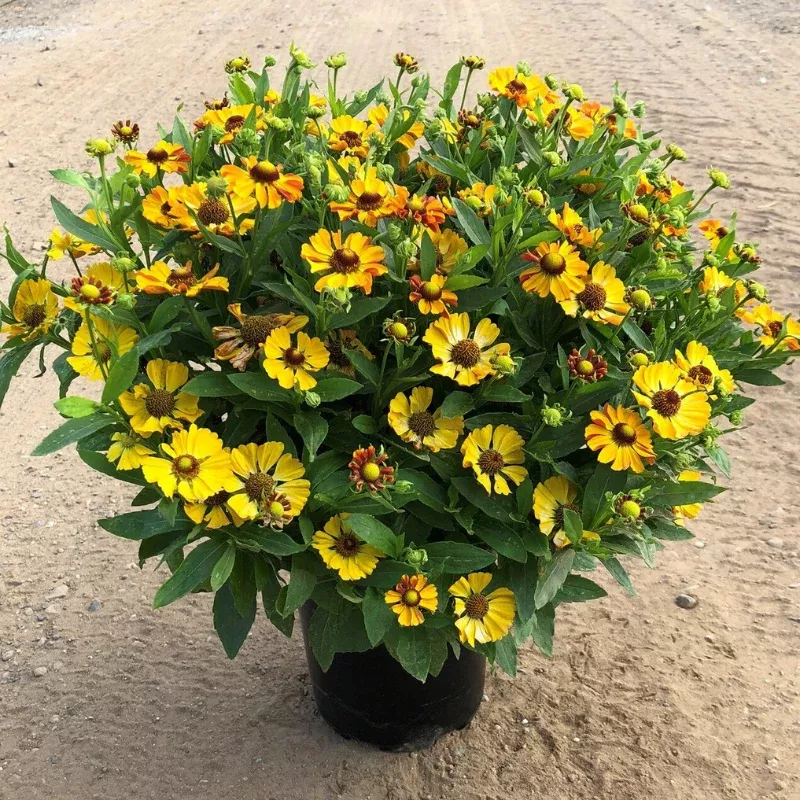 HayDay Golden Bicolor Helenium Plug – Bright Two-Tone Blooms for Pollinators & Late-Summer Color.