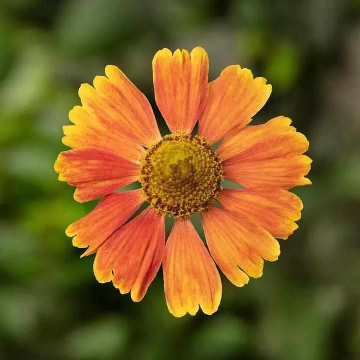 Hayday Red Sneezeweed