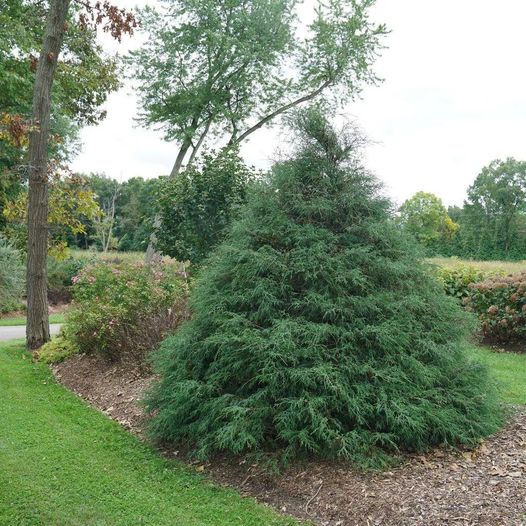 Haywire False Cypress