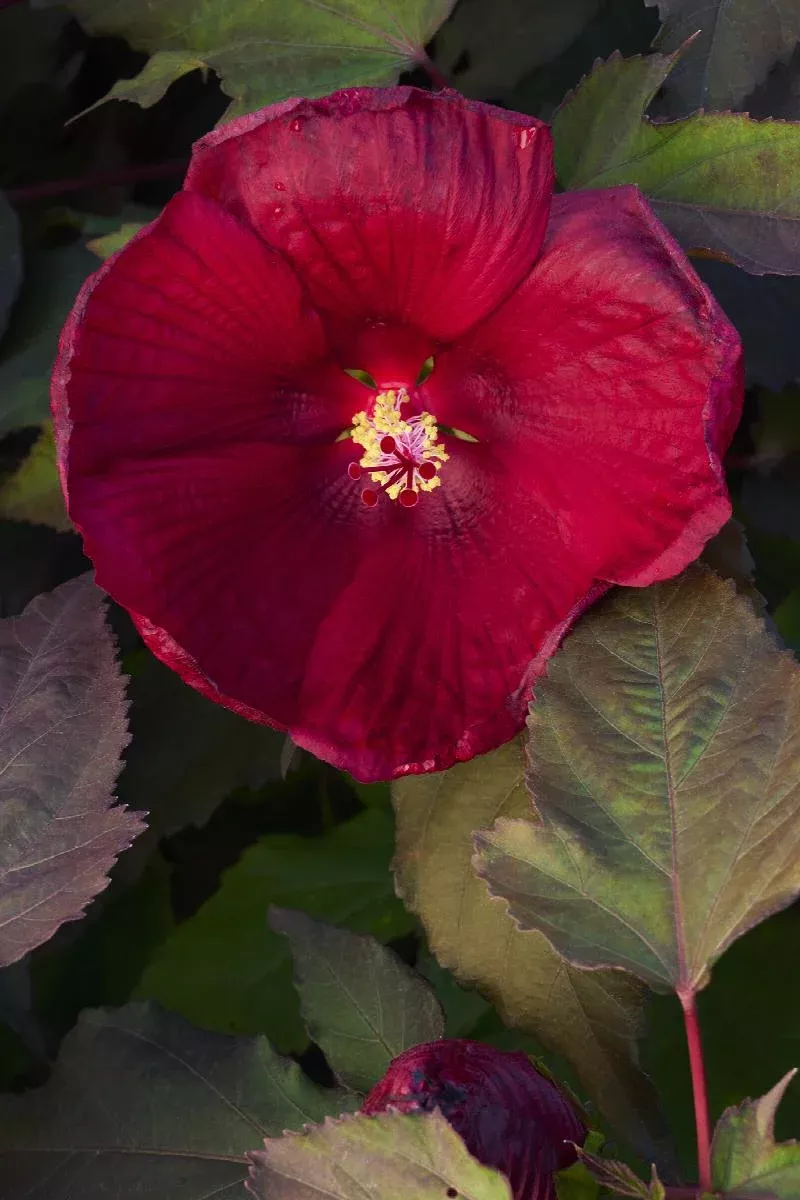 Head Over Heels Desire Hibiscus