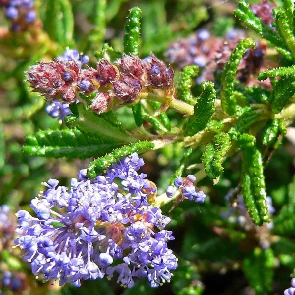 Hearst Ranch Buckbrush