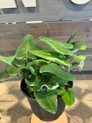 Heart Fern - 6 Inch