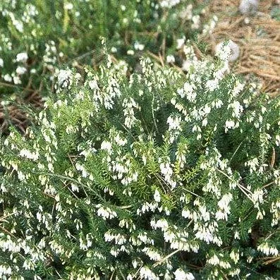 Heather, White