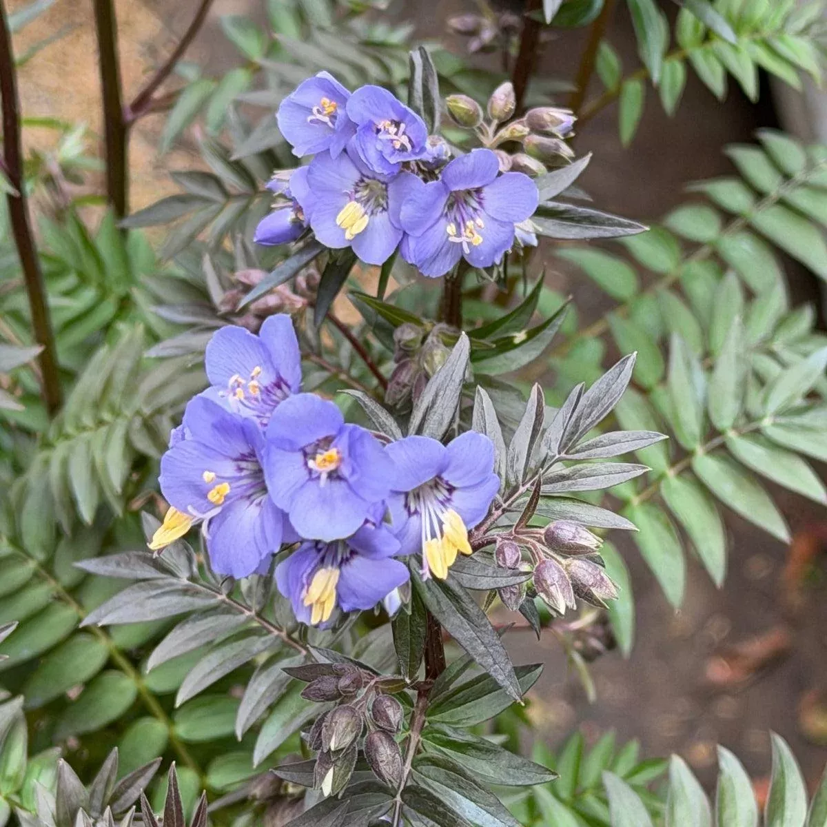 Heaven Scent Jacob's Ladder