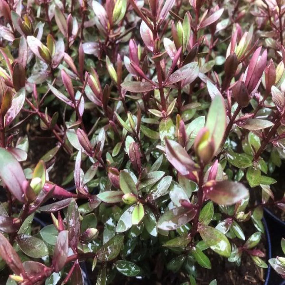Hebe Caledonia