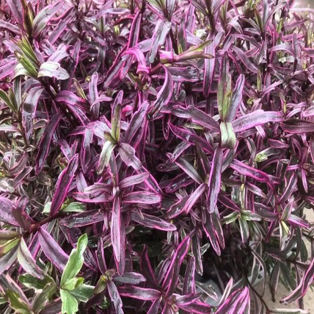 Hebe Frozen Flame
