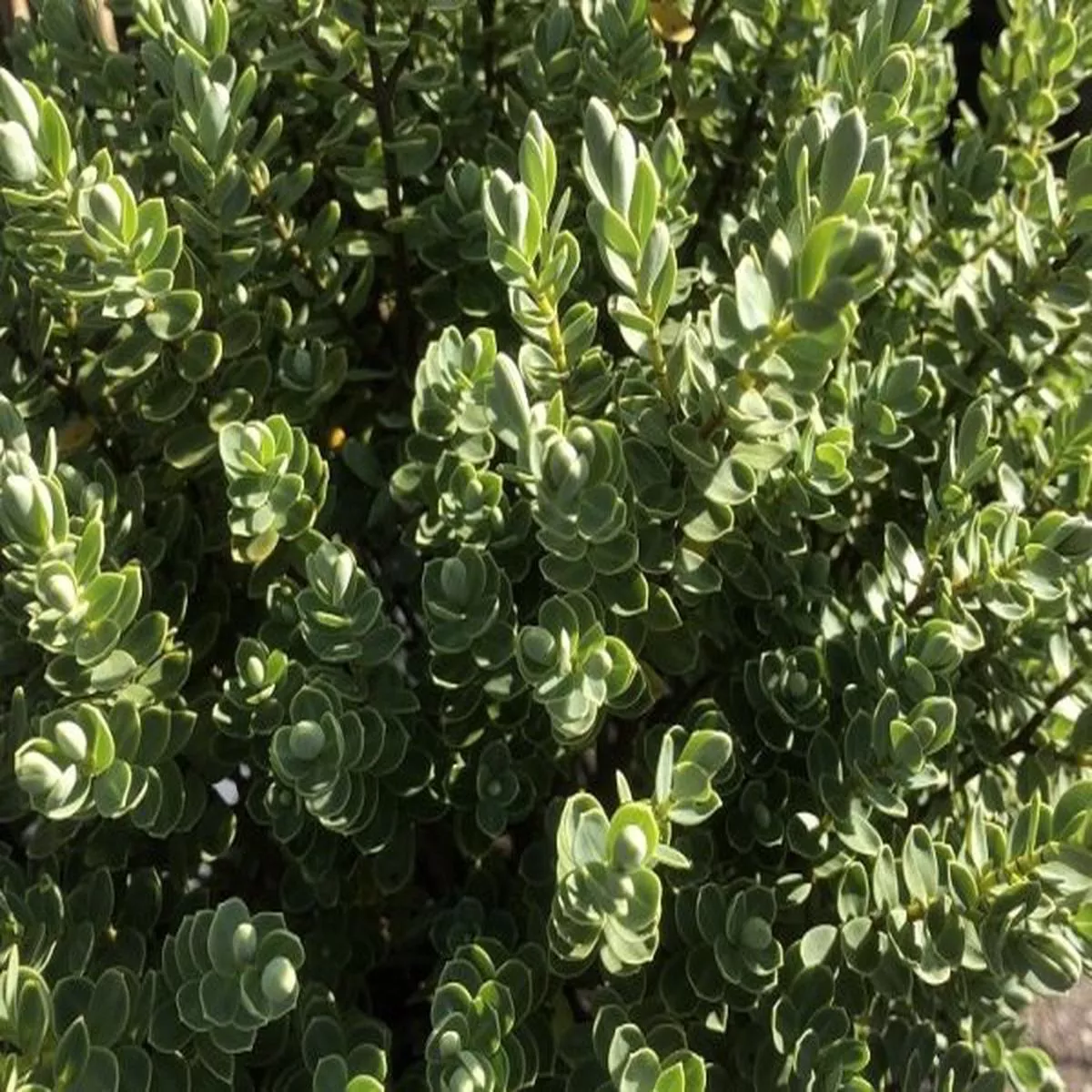 Hebe pinguifolia Sutherlandii