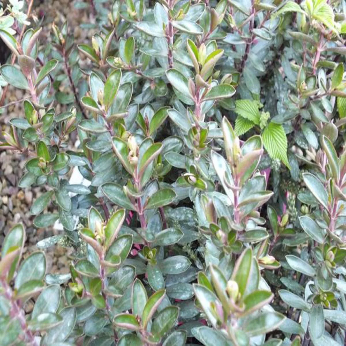 Hebe Pink Pixie