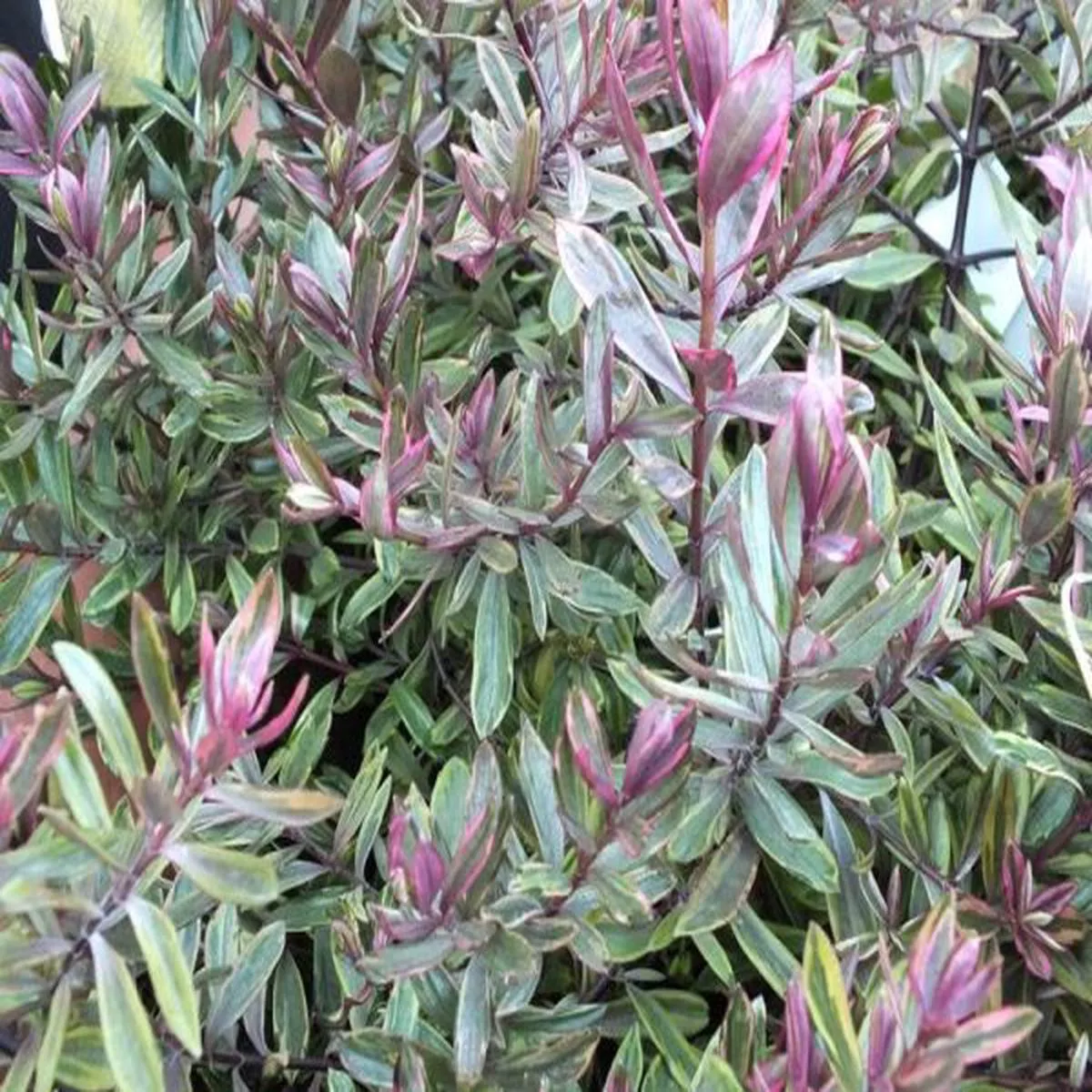 Hebe Purple Shamrock