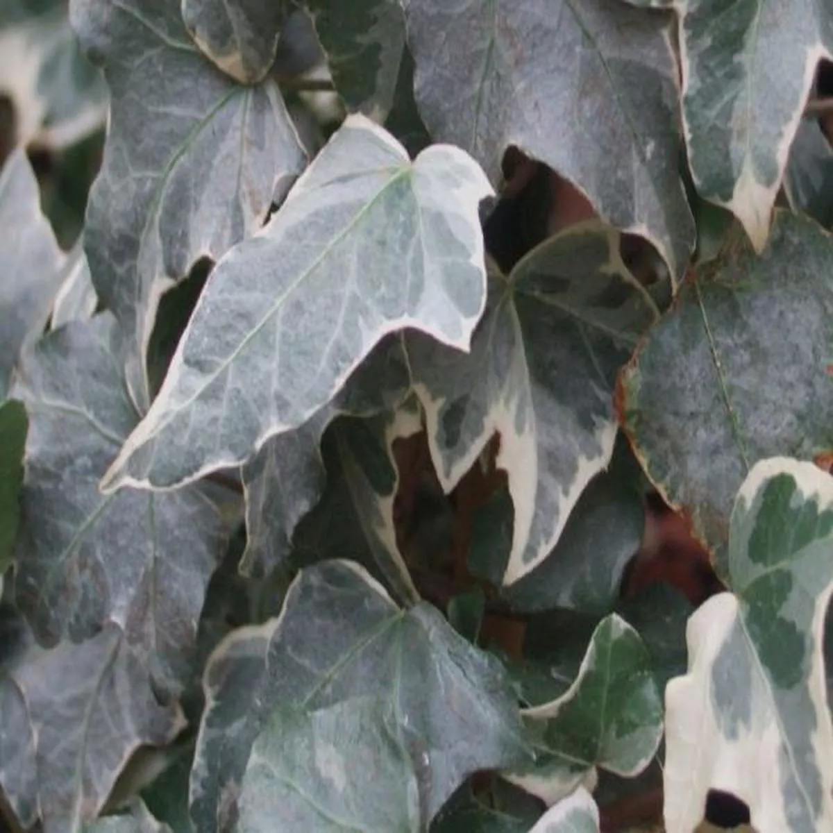 Hedera helix GlacierIvy
