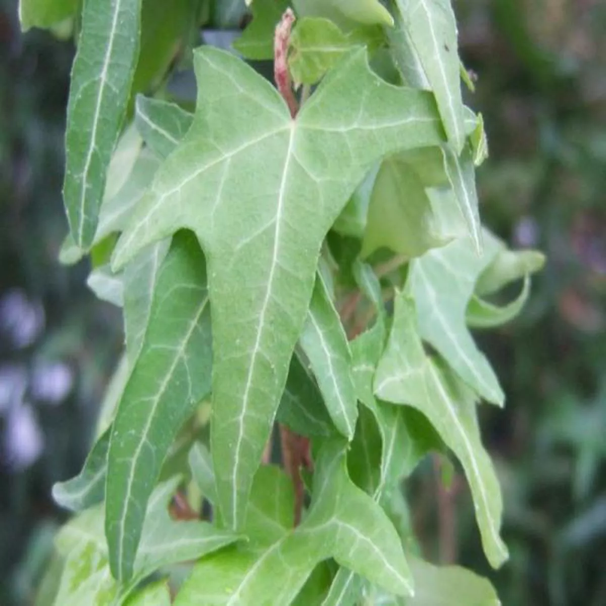 Hedera helix Golden ArrowGoldfinger Ivy