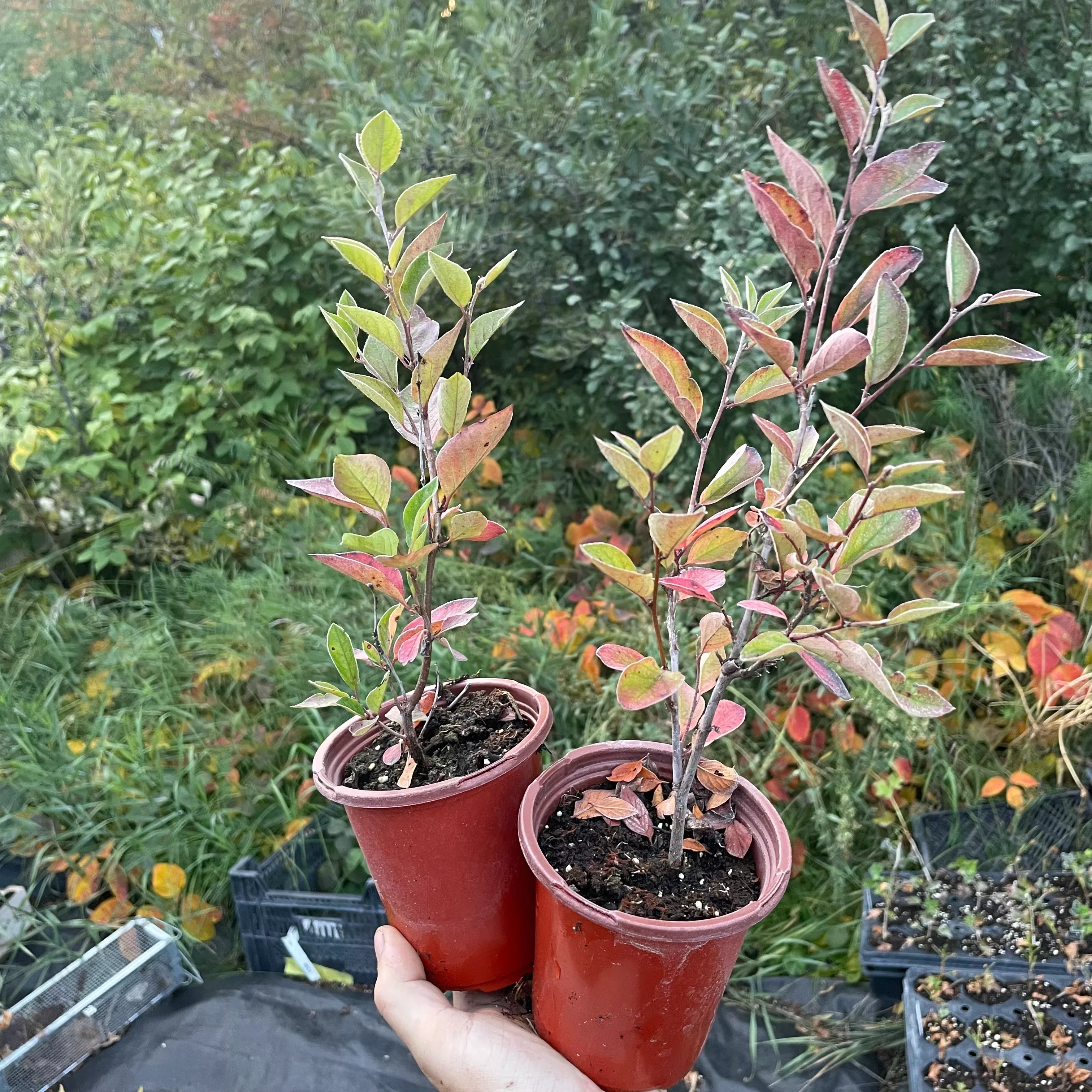 Hedge Cotoneaster (Cotoneaster lucidus)