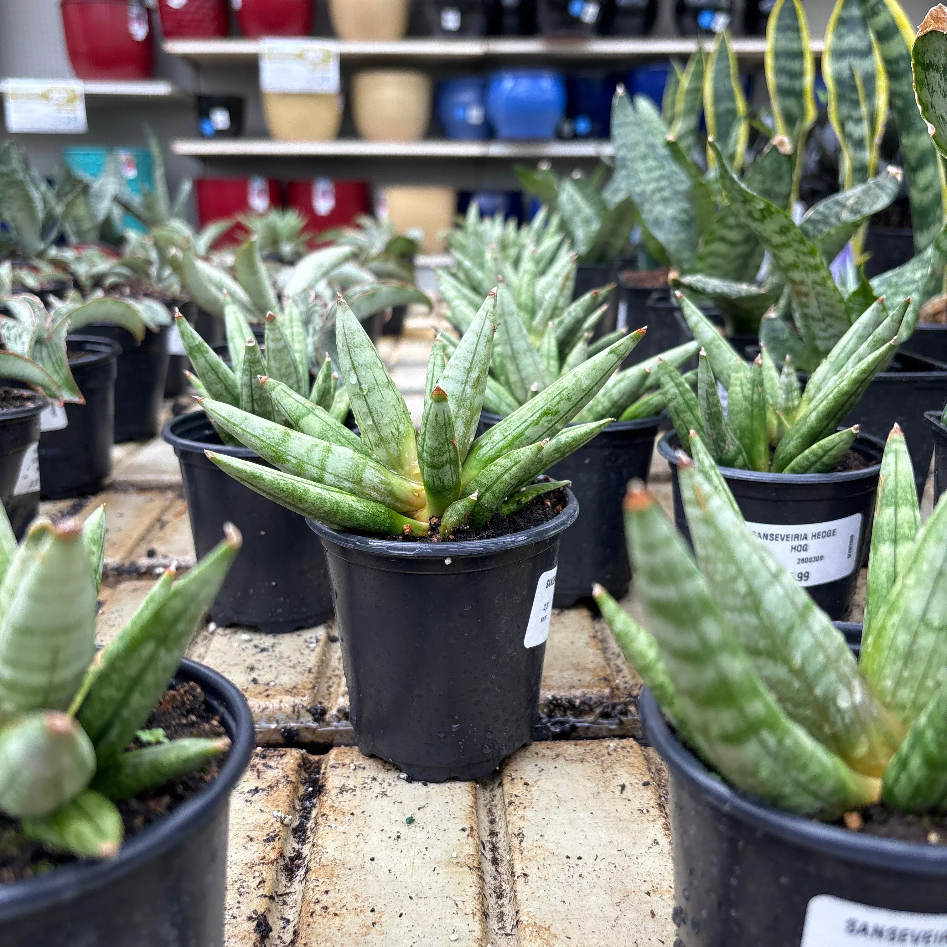 Hedgehog Sansevieria - Sansevieria boncellensis - 4" Potted Houseplant