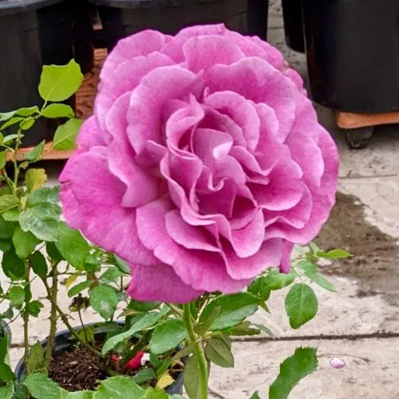 Heirloom Rose