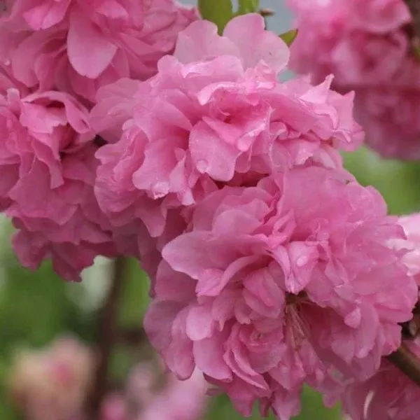 Helen Borchers Flowering Peach