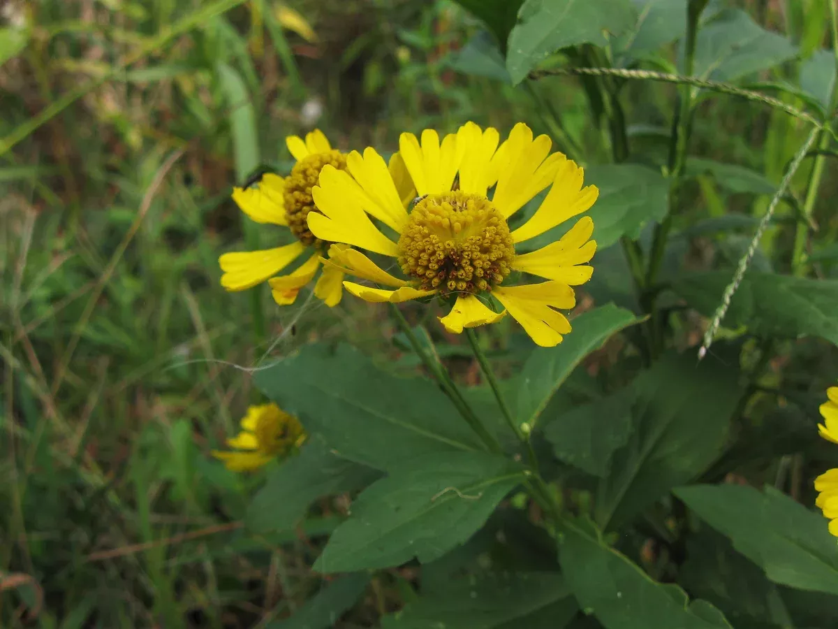 Helenium autumnale Seeds - Sneezeweed