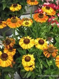 Helenium Short N Sassy